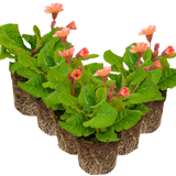 Polyanthus Stella Champagne - Frankton's
