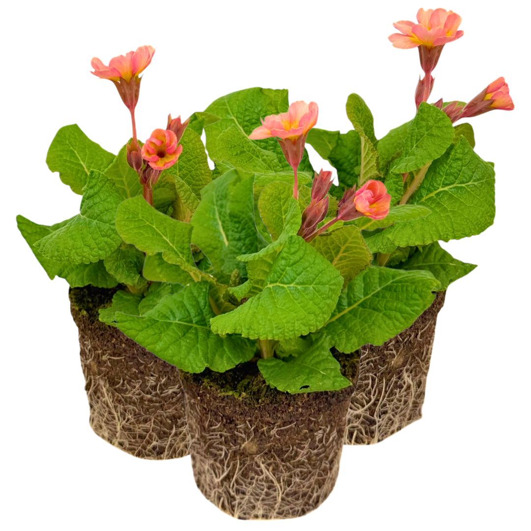 Polyanthus Stella Champagne - Frankton's