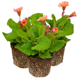 Polyanthus Stella Champagne - Frankton's