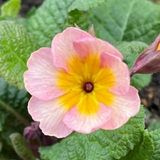 Polyanthus Stella Champagne - Frankton's
