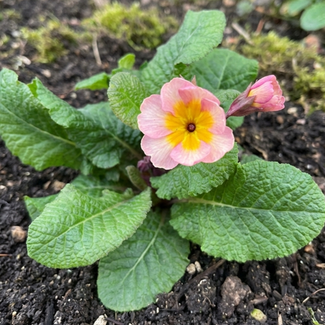 Polyanthus Stella Champagne - Frankton's