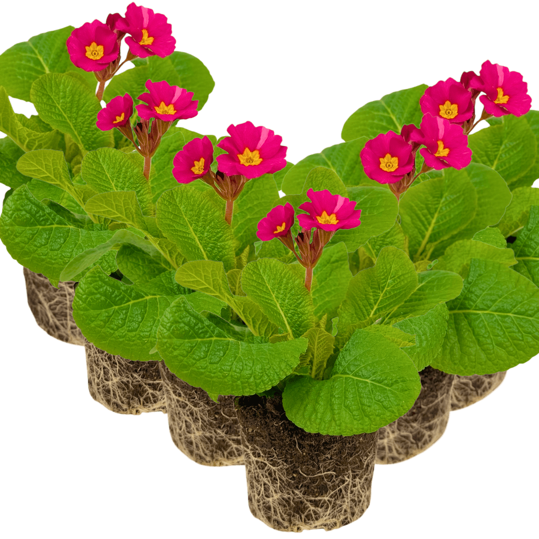 Polyanthus Stella Cherryade - Frankton's