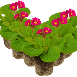 Polyanthus Stella Cherryade - Frankton's
