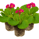 Polyanthus Stella Cherryade - Frankton's