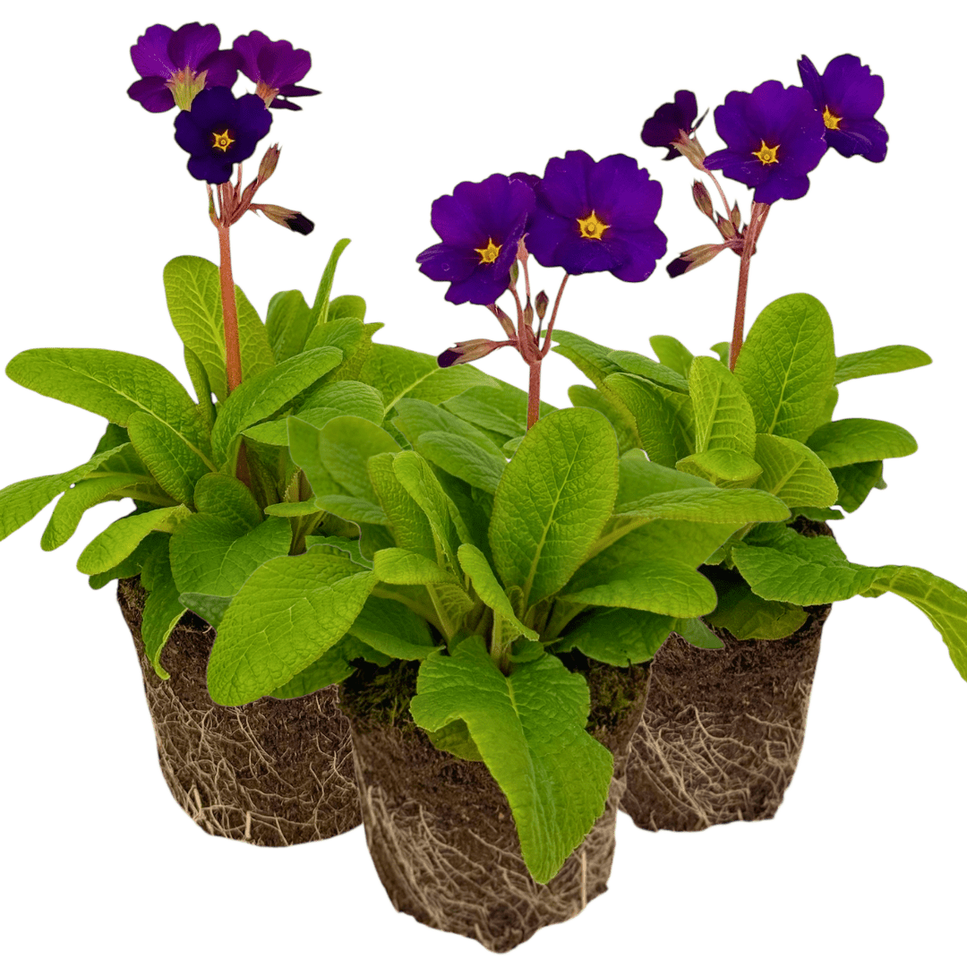 Polyanthus Stella Pheasant Eye - Frankton's