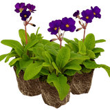 Polyanthus Stella Pheasant Eye - Frankton's