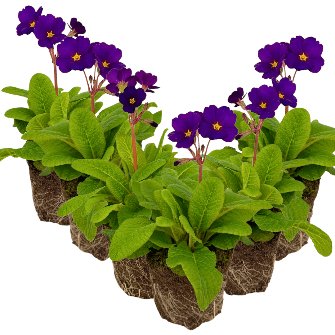 Polyanthus Stella Pheasant Eye - Frankton's