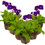 Polyanthus Stella Pheasant Eye - Frankton's