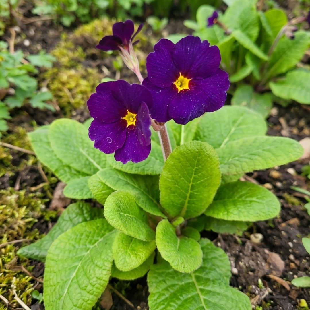 Polyanthus Stella Pheasant Eye - Frankton's
