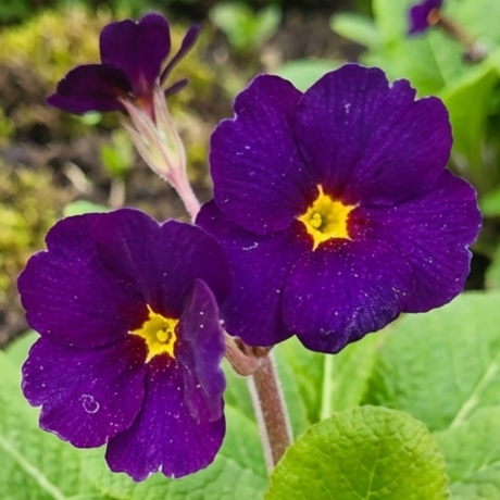 Polyanthus Stella Pheasant Eye - Frankton's