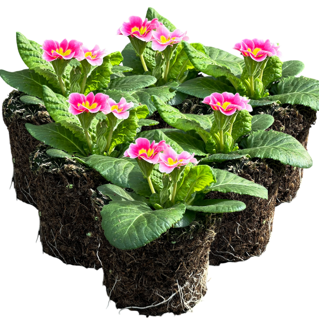 Primrose Appleblossom - Frankton's