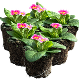 Primrose Appleblossom - Frankton's