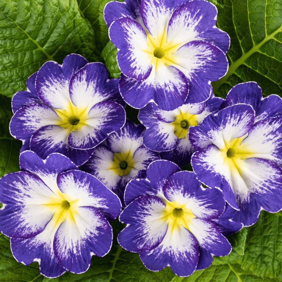 Primrose Blue Bicolour - Frankton's