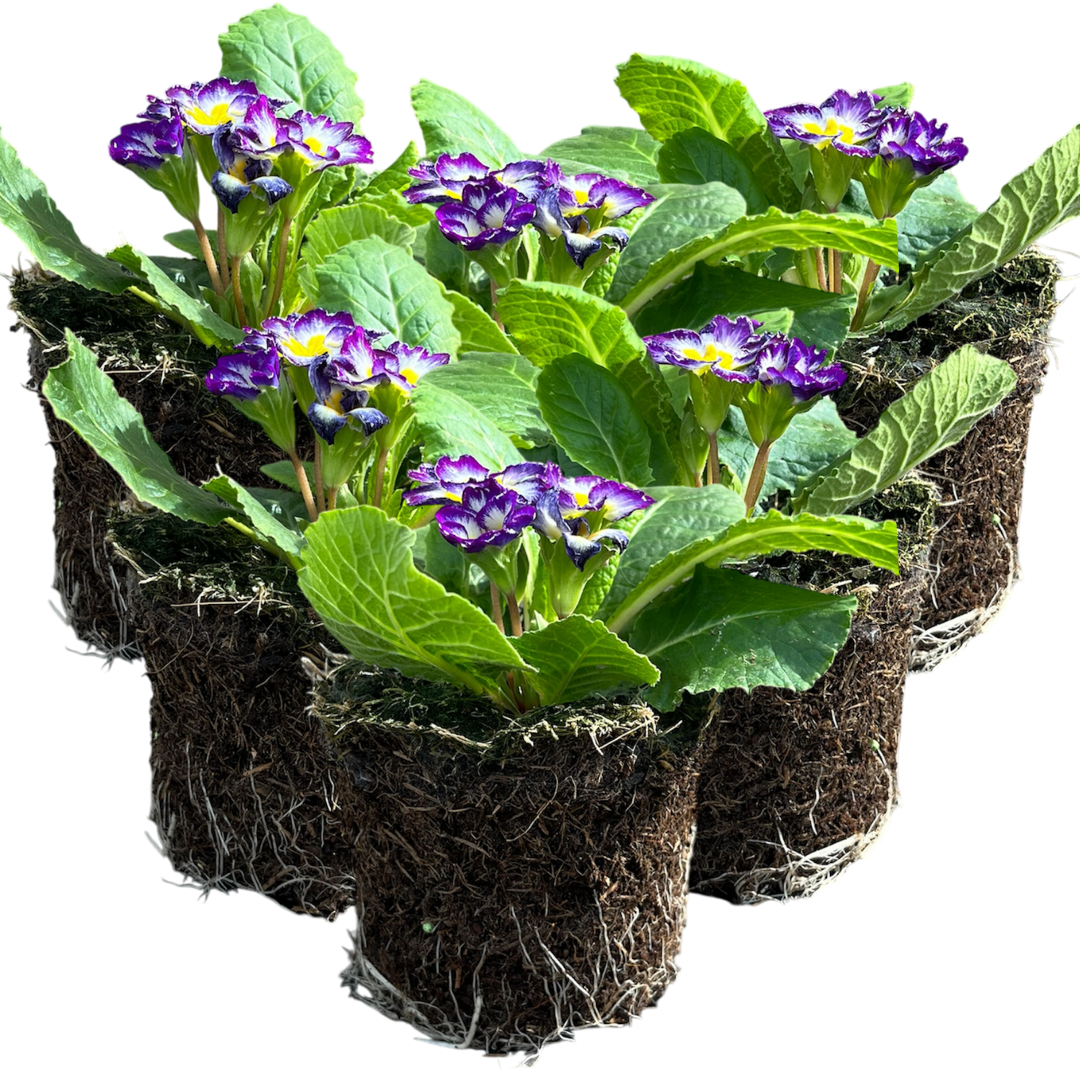 Primrose Blue Bicolour - Frankton's
