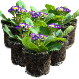 Primrose Blue Bicolour - Frankton's