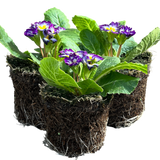 Primrose Blue Bicolour - Frankton's
