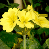 Primrose Cream - Frankton's