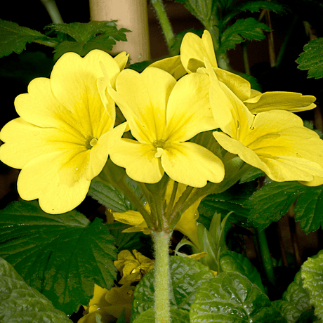 Primrose Cream - Frankton's