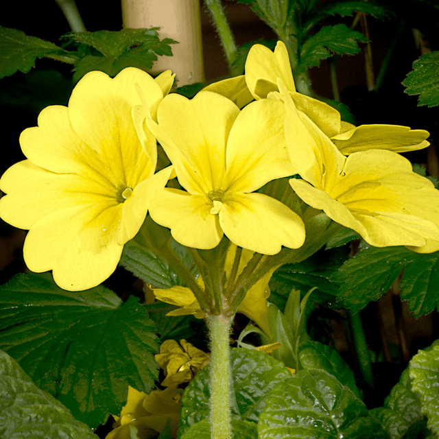 Primrose Cream - Frankton's