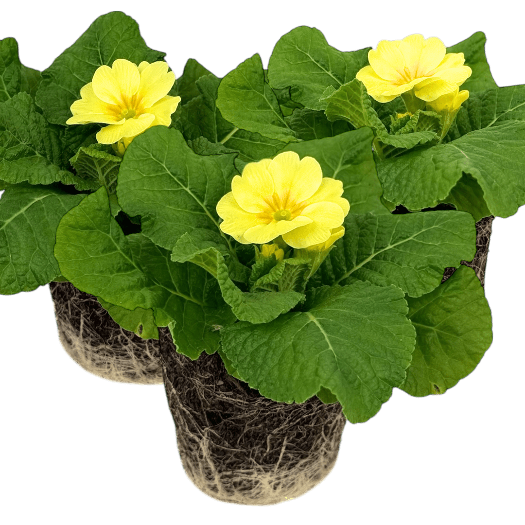 Primrose Cream - Frankton's