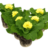 Primrose Cream - Frankton's