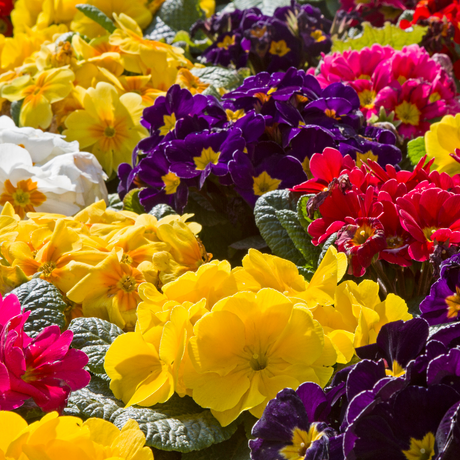 Primrose Growers Selection - Frankton's