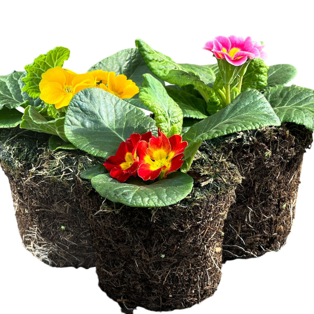Primrose Growers Selection - Frankton's