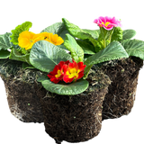 Primrose Growers Selection - Frankton's