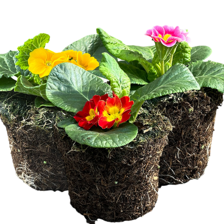 Primrose Growers Selection - Frankton's