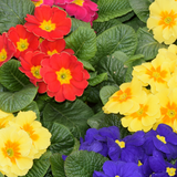 Primrose Growers Selection - Frankton's
