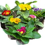 Primrose Growers Selection - Frankton's