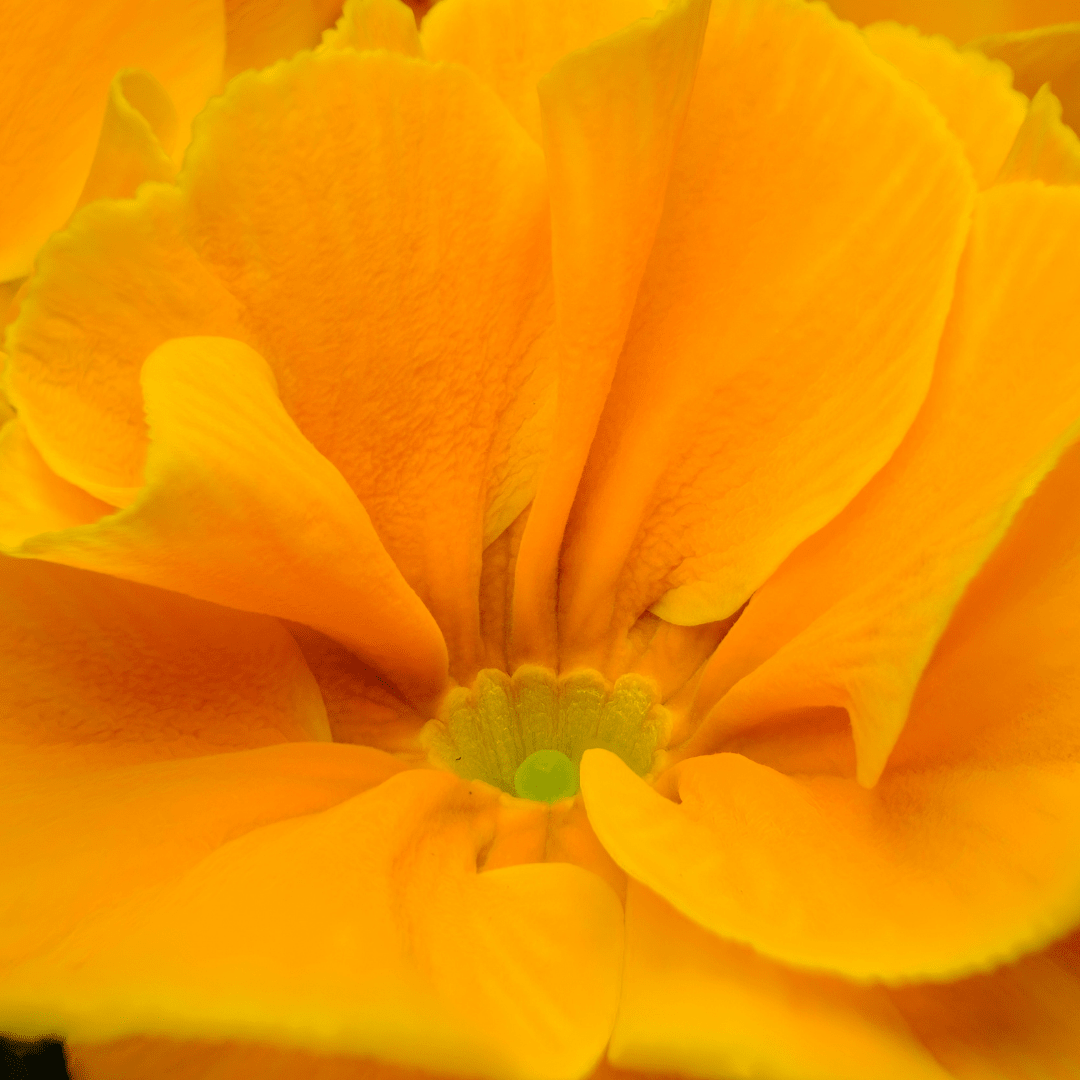 Primrose Orange - Frankton's