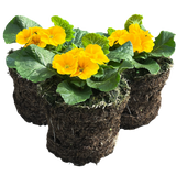 Primrose Orange - Frankton's