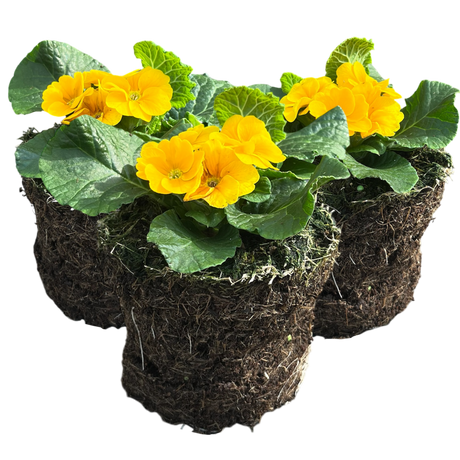 Primrose Orange - Frankton's