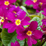 Primrose Purple - Frankton's