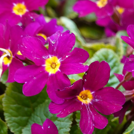 Primrose Purple - Frankton's