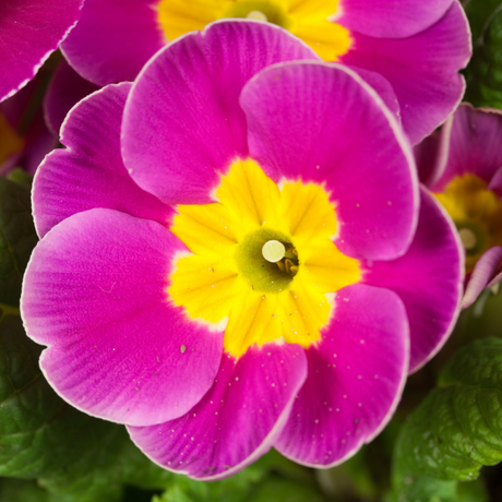 Primrose Purple - Frankton's