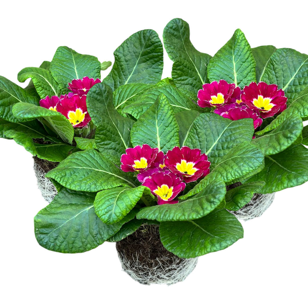 Primrose Purple - Frankton's