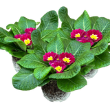 Primrose Purple - Frankton's