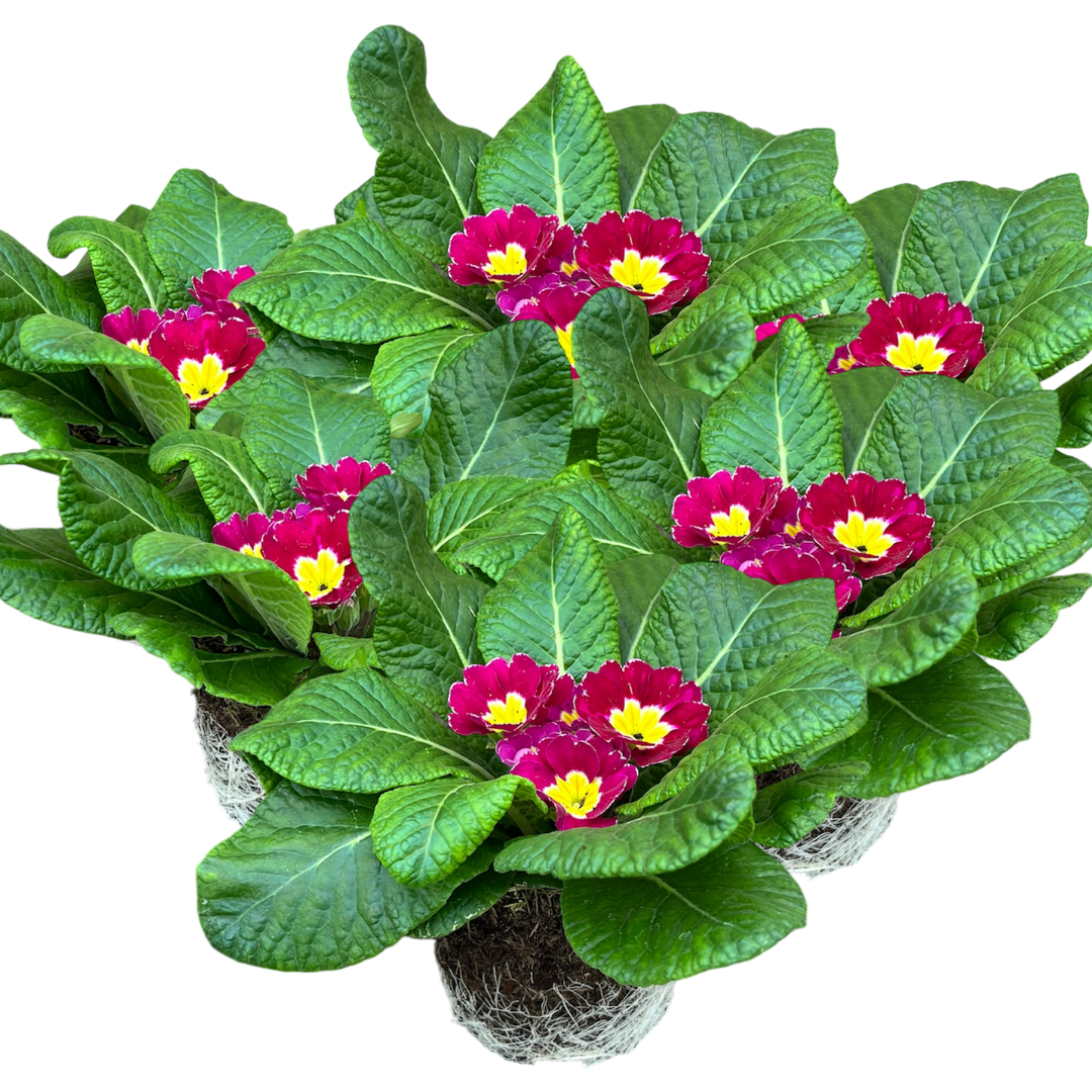 Primrose Purple - Frankton's