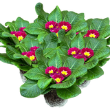 Primrose Purple - Frankton's