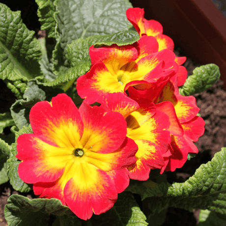 Primrose Red - Frankton's