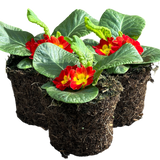 Primrose Red - Frankton's