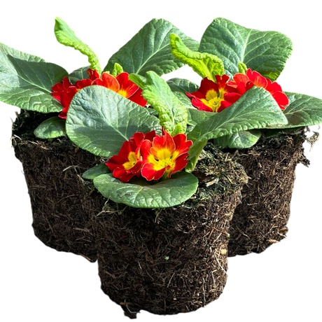 Primrose Red - Frankton's