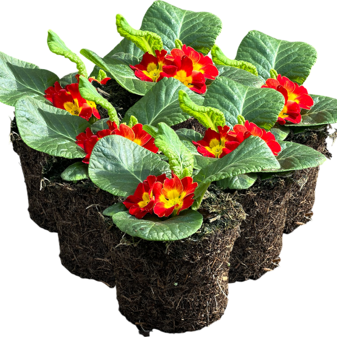 Primrose Red - Frankton's