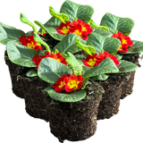 Primrose Red - Frankton's