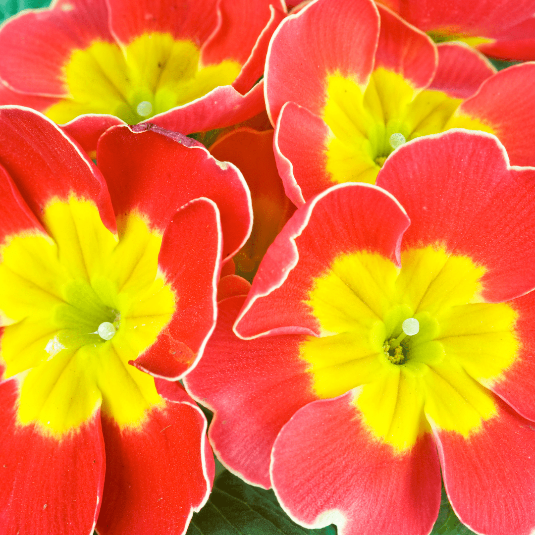 Primrose Red - Frankton's