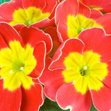 Primrose Red - Frankton's