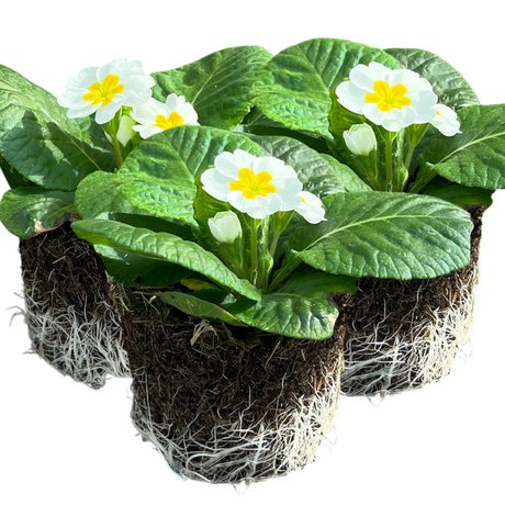 Primrose White - Frankton's