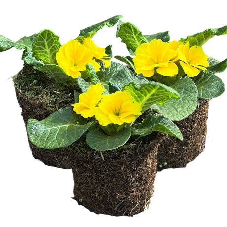 Primrose Yellow - Frankton's